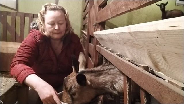 Про козлят и прогулки// Как понять, что Окот у козы закончился?// Будет ли ещё козлёнок? смотреть онлайн