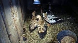 сроки хранения инкубационного яйца утки 15 дней, я не ожидала такого результата