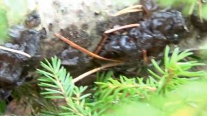 Деликатес в лесу. Черный гриб Дрожалка - Эксидия Железистая.   Съедобные грибы.