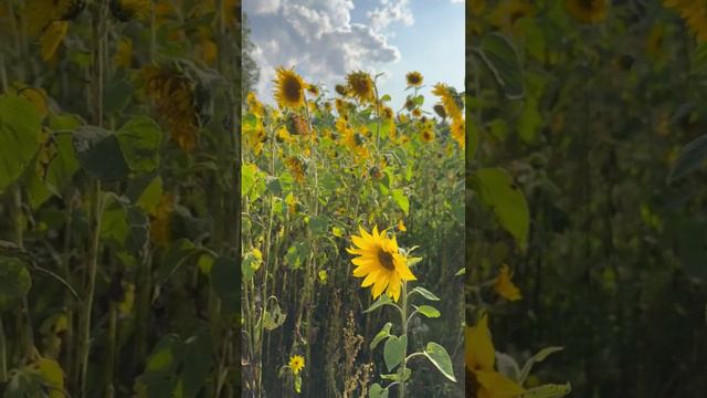 И снова 3-е сентября смотреть онлайн