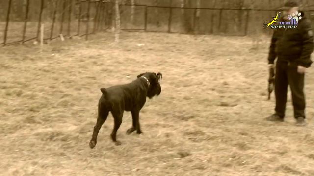 Команда ко мне, вариант отработки подзыва от собак, ОКД, чёрный терьер смотреть онлайн