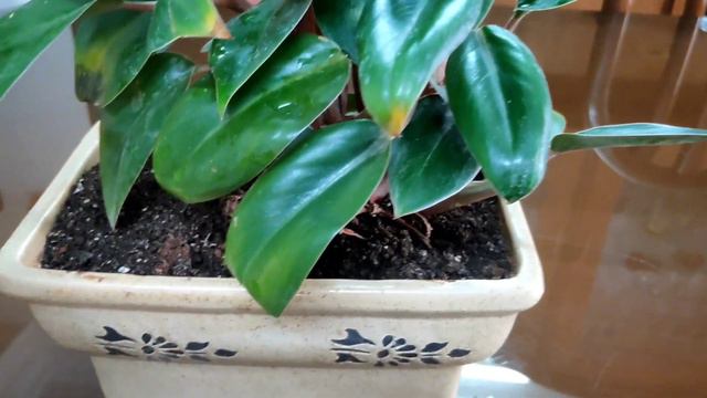 Philodendron Red Congo | Philodendron | Indoor Plants | Low Light Plant | Plant For Balcony Garden