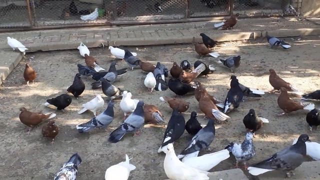 31.08.22.Николаевские голуби Александра Гаврилова.Одесса. смотреть онлайн