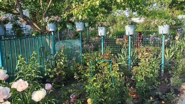 САМЫЕ КРАСИВЫЕ УГОЛКИ МОЕГО САДА И ДВОРИКА. ПРИГЛАШАЮ НА ОБЗОР! смотреть онлайн