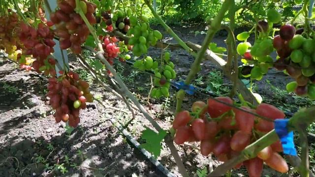 Г Ф бананас ? и полонез - 50, селекции Пысанки О. М. 2021г смотреть онлайн