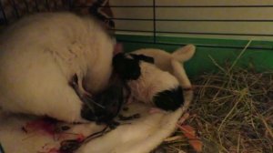 Роды морской свинки.  Как рожает морская свинка. Childbirth guinea pig.
