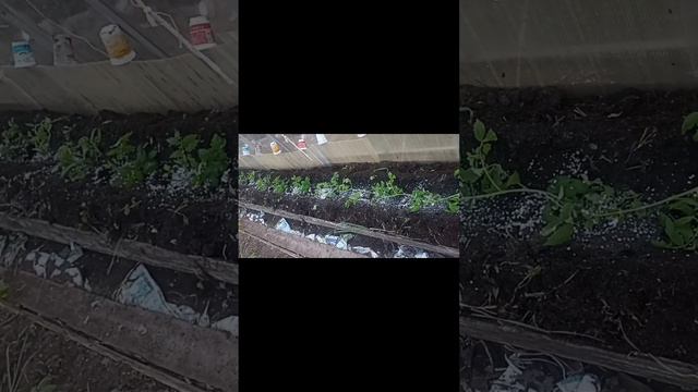 Посадка томатов в теплицу лежа смотреть онлайн