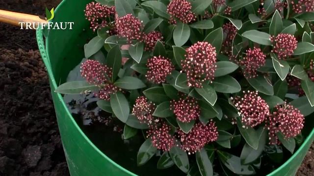 Skimmia : Plantation Et Entretien - Truffaut