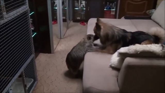 Забавные Еноты и Собаки! Милая Видео Подборка смотреть онлайн