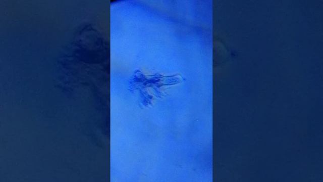 ameba proteus con microscopio Carson microflip 100x-250x смотреть онлайн
