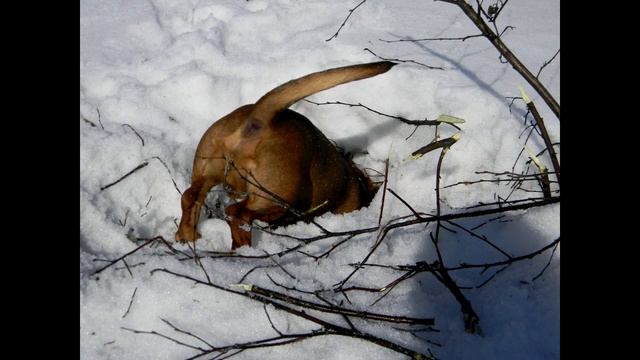Мужчина увидeл, что его пёс что то выкaпывает из снeга. Увидев ЭТО - он не поверил своим глазам! смотреть онлайн