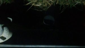 Мерседес W123 дизель работа мотора