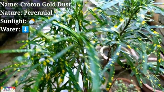 Croton Gold Dust Plant Care | Codiaeum Variegatum Plant Care | Daily Life смотреть онлайн