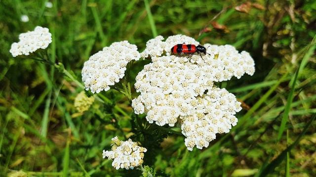 Yarrow Flowers - Achillea Millefolium Plant ? Flower #10 смотреть онлайн