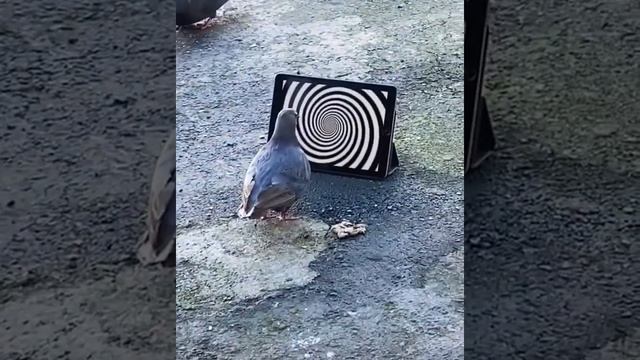 голубь под гипнозом. смотреть онлайн