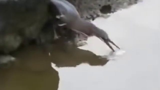 Цапля-рыболов или ловля на живца смотреть онлайн