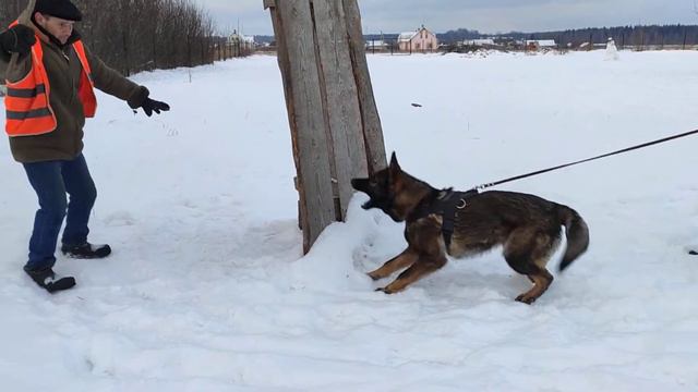 Тренинг молодых собак питомника Вон Хаус Бусидо. смотреть онлайн