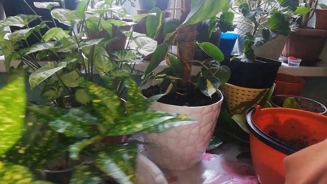 Размножение кротона Звёздная пыль! смотреть онлайн