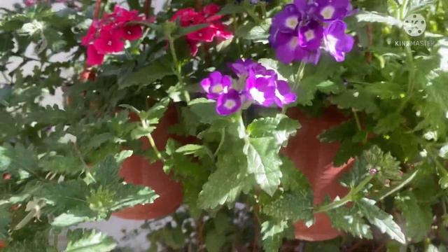 Болмо гулу | Вербенанын Вегетативный сорттору 🐝 смотреть онлайн