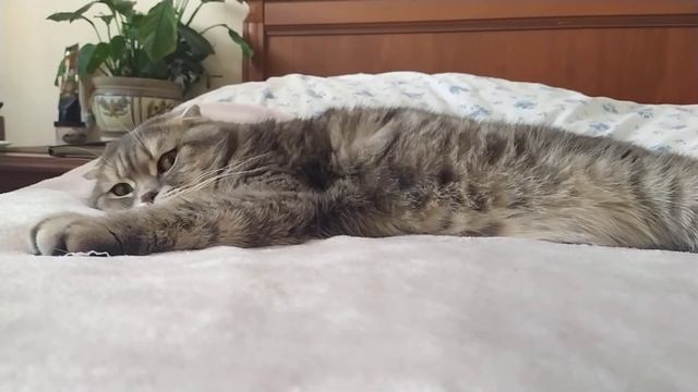 Кошачья дрема. Шотландская вислоухая кошка Сара. смотреть онлайн