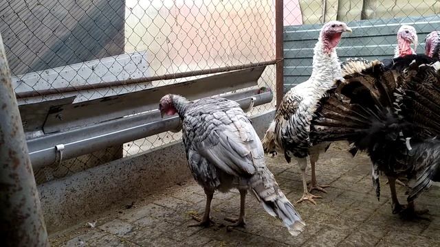 Индюк или индюшка, вот в чем вопрос) смотреть онлайн