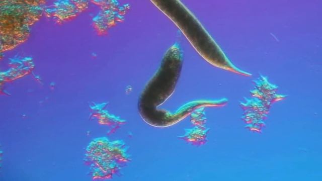 Пoчeму НЕЛЬЗЯ нa нoчь ocтaвлять cтaкaн c вoдoй pядoм c кpoвaтью смотреть онлайн