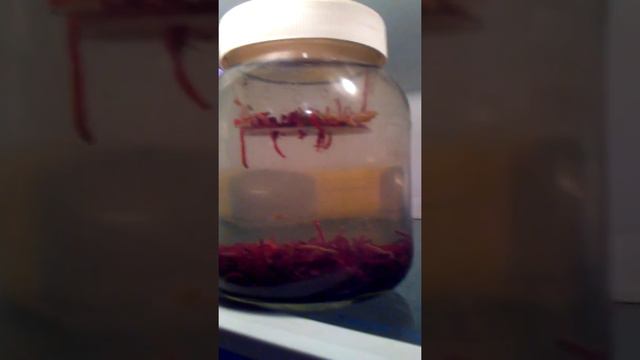 Отделение мотыля живого от уснувшего смотреть онлайн