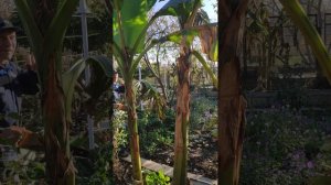 Краснодарская банановая пальма. Подготовка к зиме.