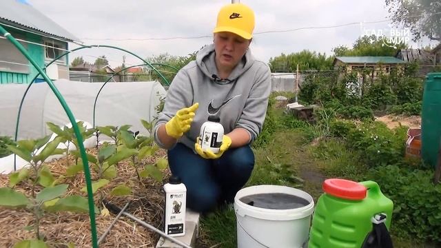 СПАСАЕМ РАССАДУ БАКЛАЖАН И ПЕРЦЕВ ОТ ПЕРЕПАДА ТЕМПЕРАТУР смотреть онлайн