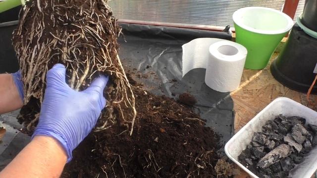 Гиппеаструм Эппл Блоссом. Пересадка в новый горшок и отделение деток смотреть онлайн