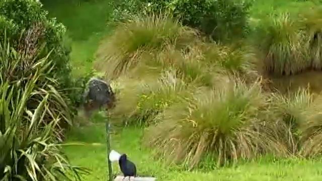Takahe An Endangered New Zealand Bird