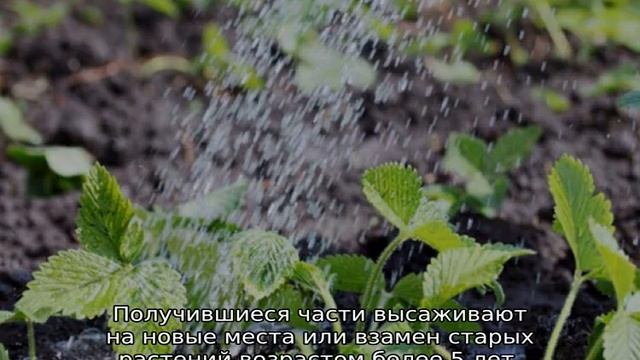 Клубника Эви 2 — описание сорта