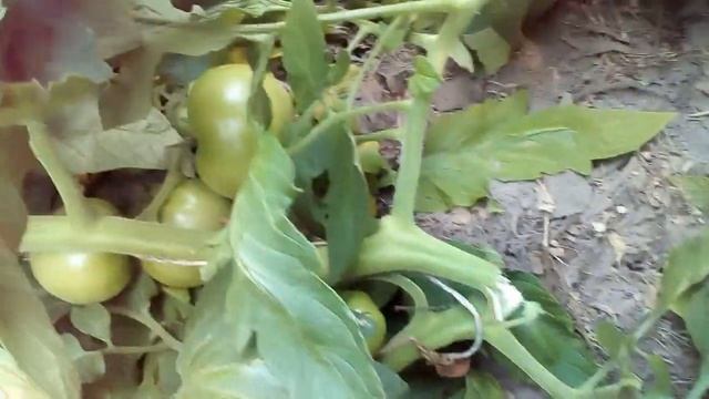 Профессиональный Строитель