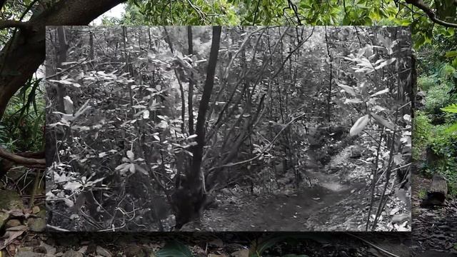 Sendero Barranco LOS COCHINOS *Los Silos* ⛰️| Atravesamos una GALERÍA de agua ? смотреть онлайн