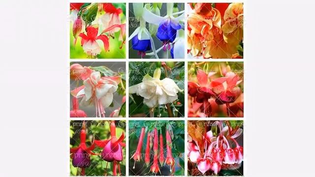 Купить Семена Фуксии На Алиэкспресс смотреть онлайн