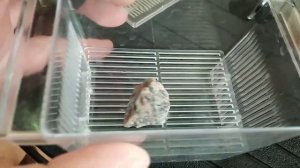 Моллинезия: размножение в домашних условиях