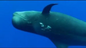 Морис Равель Игра воды