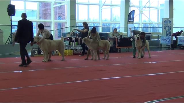 02.12.2017,СПб, "Элита". Выбор ЛПП. смотреть онлайн