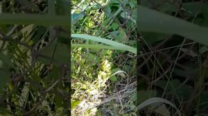 сериал про Сиреноголового 3 серия