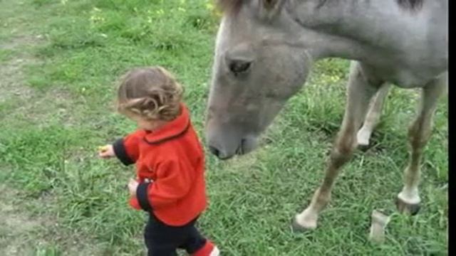 Я подозвал коня flv смотреть онлайн