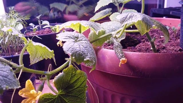 Розыгрыш ФИТОЛАМПЫ + секретный промокод!