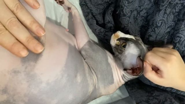 Рождение котят. Питомник канадских сфинксов Пряничный Дом. смотреть онлайн