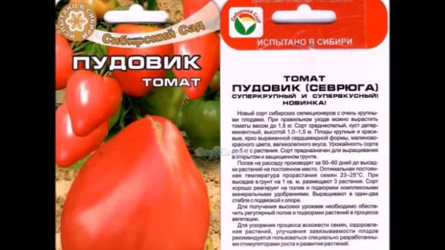 Вкусный, сахарный, урожайный - это о «Пудовике» и «Пудовичке» смотреть онлайн