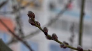 Распускаются почки Buds open Beautiful nature सुंदर प्रकृति 美しい自然 美麗的大自然 طبيعة جميلة สวย multicolor