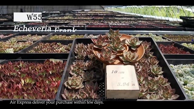 Echeveria 20210715 смотреть онлайн