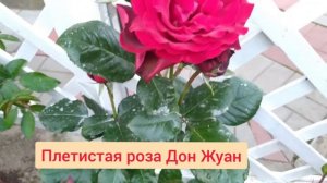 Плетистые розы Месье Дельбар и Дон Жуан.(Первое цветение - июль 2020 г).