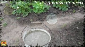 Будет ОЧЕНЬ много крупной КЛУБНИКИ Обязательная весенняя подкормка для обильного плодоношени