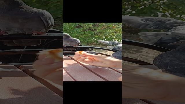 Покорми голубей