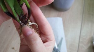 Каттлея в размере 1,7. В какой субстрат сажать и какой уход нужно обеспечить