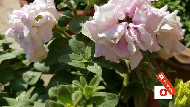 #Petunia Double Flowers Blooms In Spring At Asim Garden | پیٹونیا ڈبل پھول